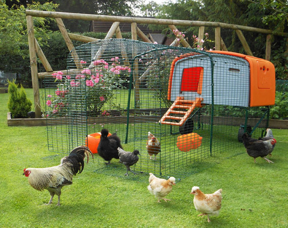 The Eglu Cube chicken house with run extension and chickens.