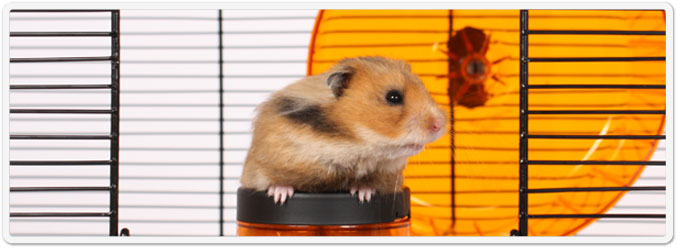 Qute Hamster Cage