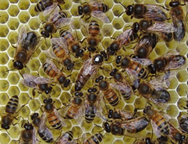 The Queen Bee