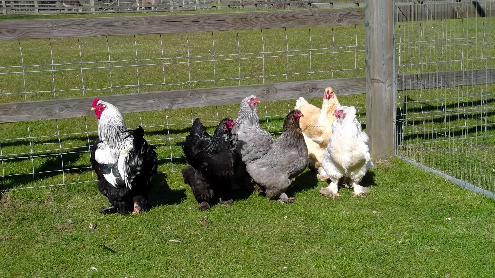Brahma For Sale Chickens Breed Information Omlet