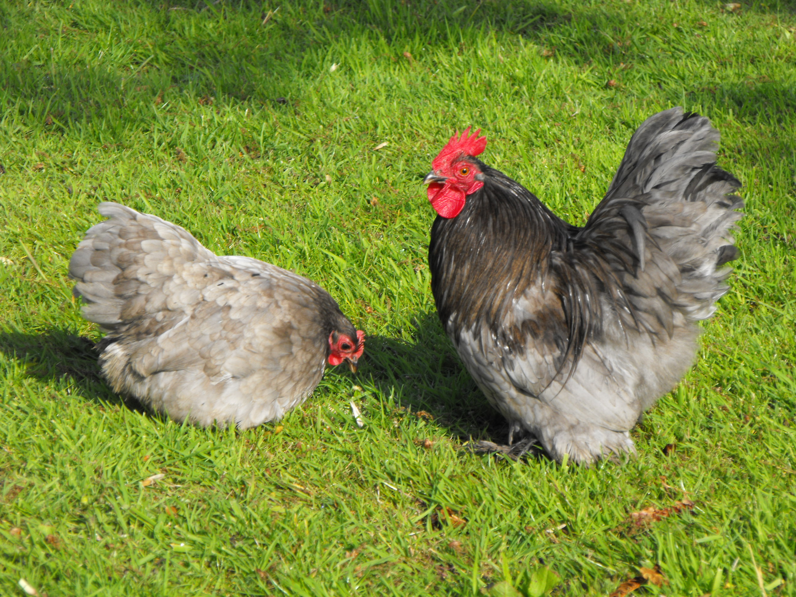 Brahma For Sale Chickens Breed Information Omlet