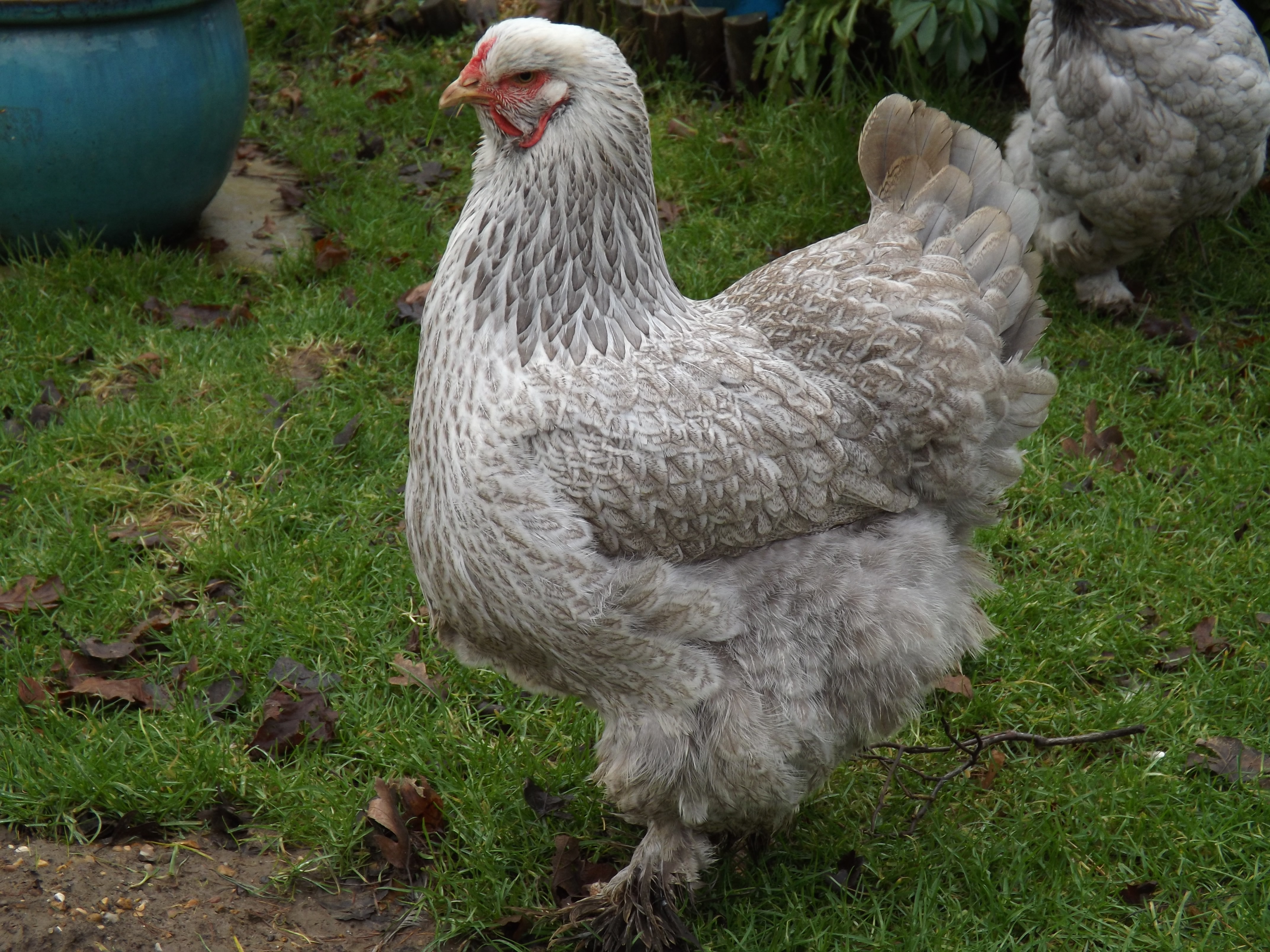 Brahma For Sale Chickens Breed Information Omlet