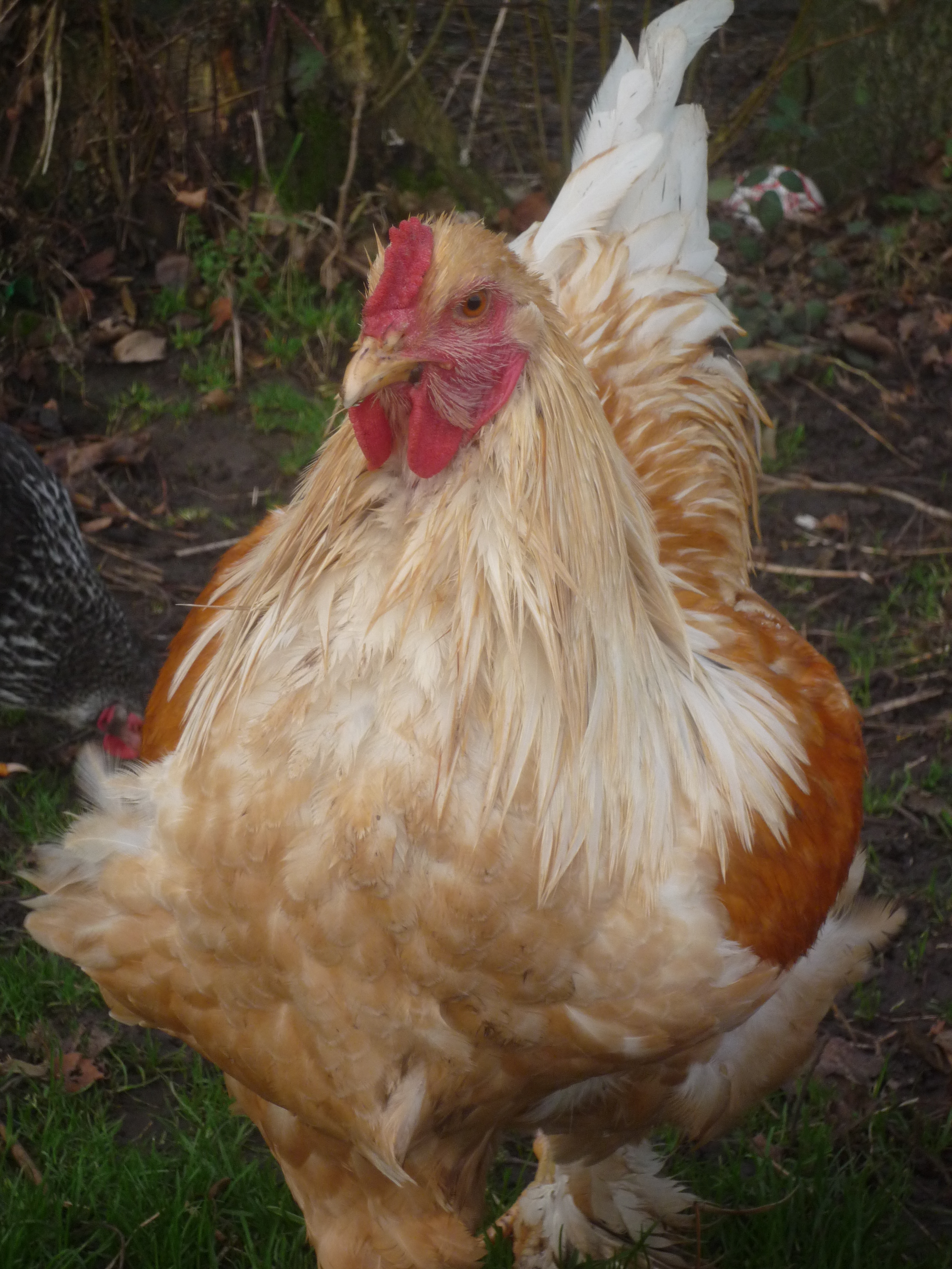 Brahma For Sale Chickens Breed Information Omlet