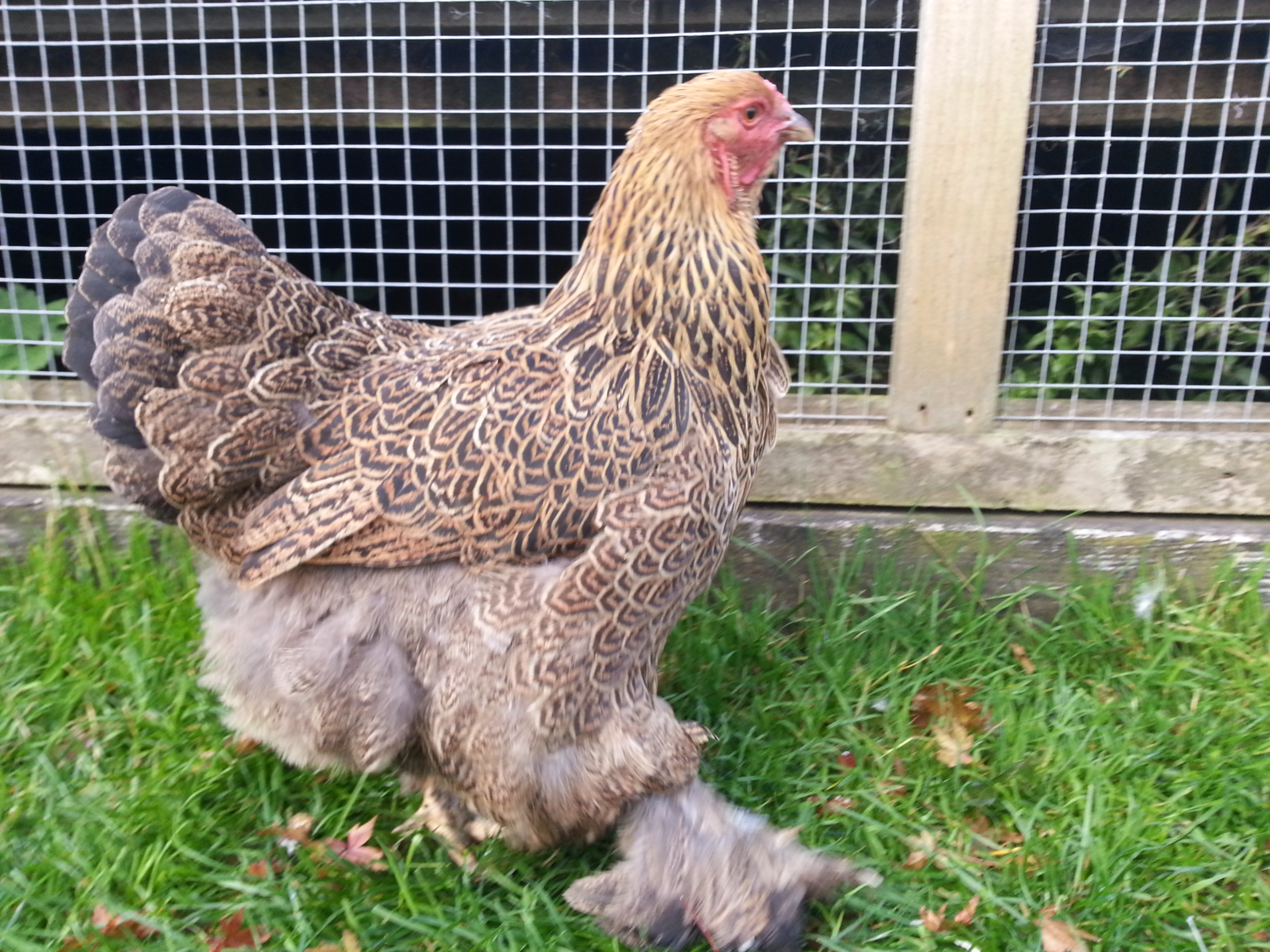 Brahma For Sale Chickens Breed Information Omlet