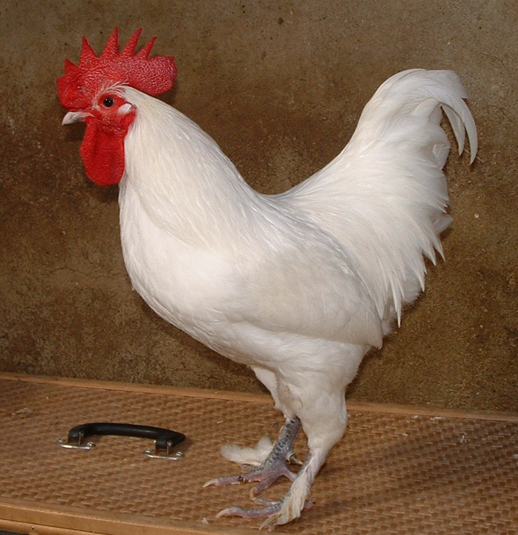 Croad Langshan For Sale Chickens Breed Information Omlet