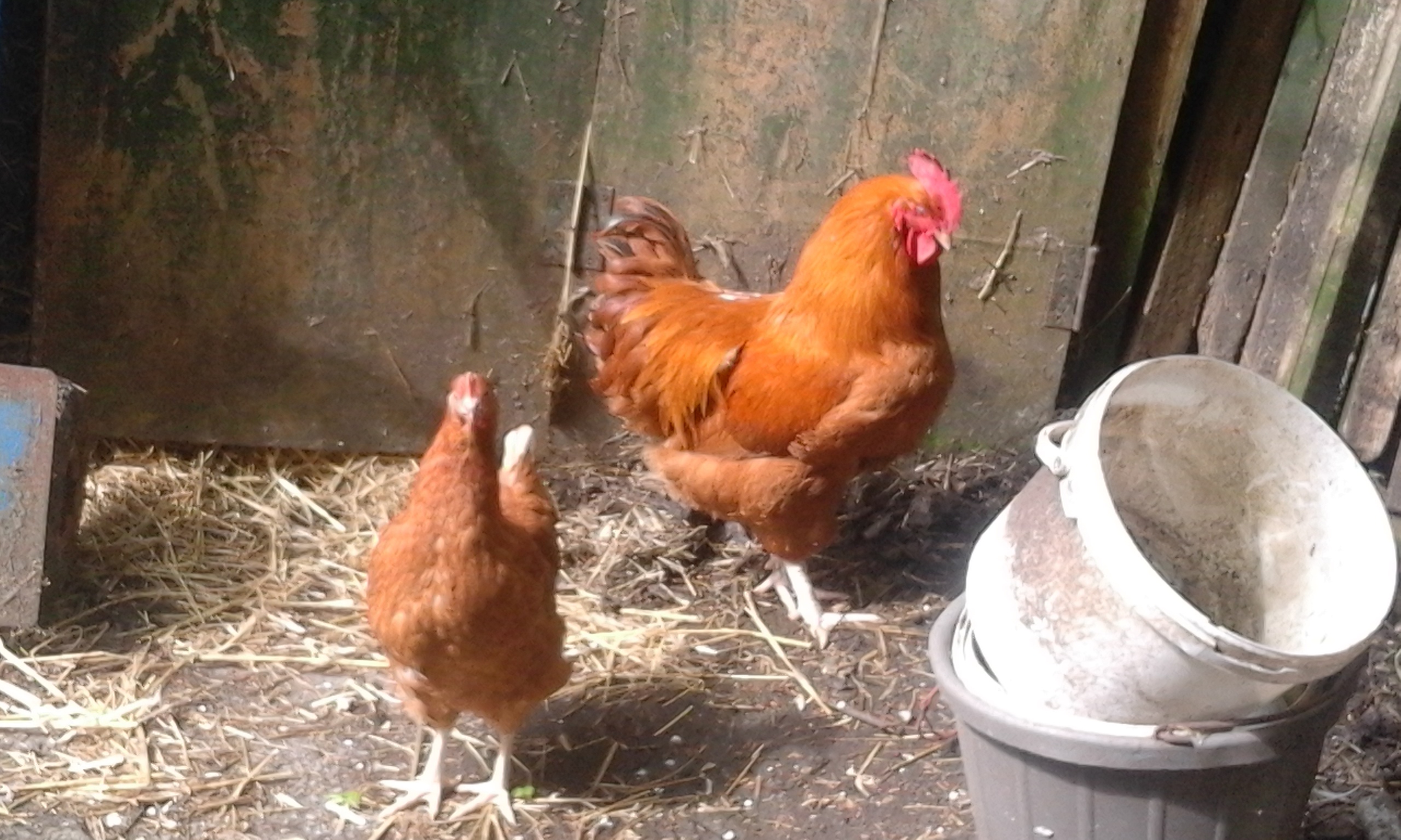 Hybrid For Sale Chickens Breed Information Omlet