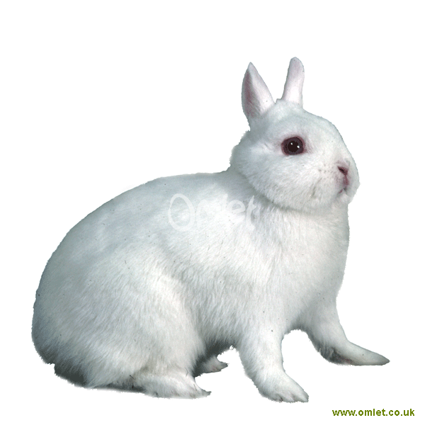 neverland dwarf rabbits. neverland dwarf rabbits. Netherland Dwarf | Rabbits; Netherland Dwarf | Rabbits. VirtualRain. Apr 1, 11:31 AM