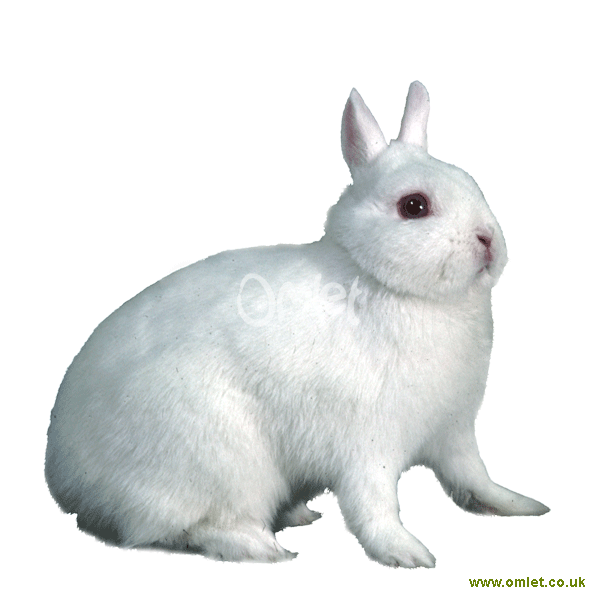 neverland dwarf rabbits. Netherland Dwarf | rabbits