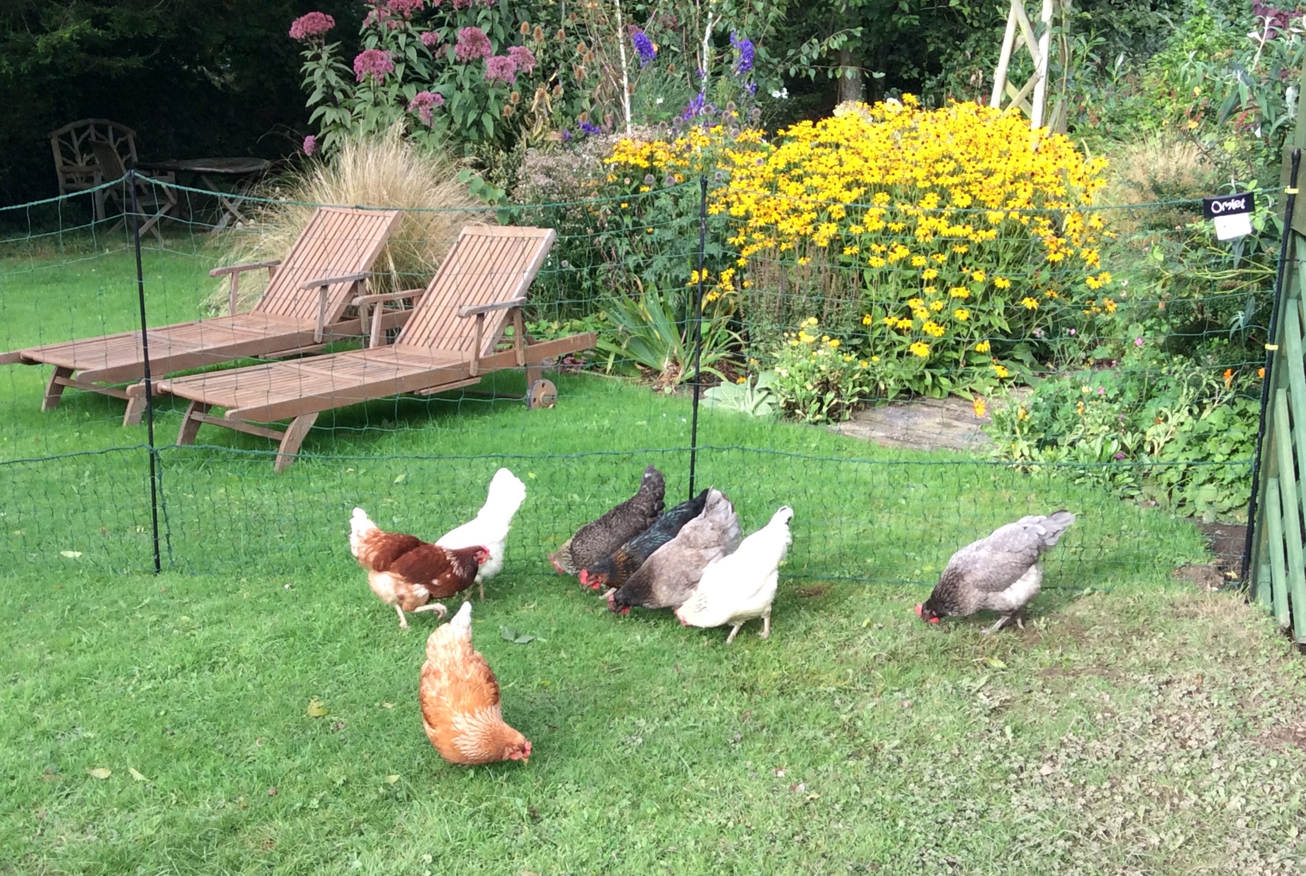 Omlet Chicken Fencing Chicken Keeping Omlet