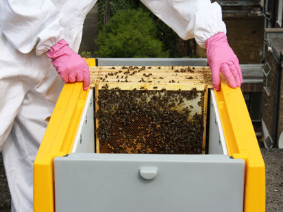 Photo of frames being put into the Beehaus