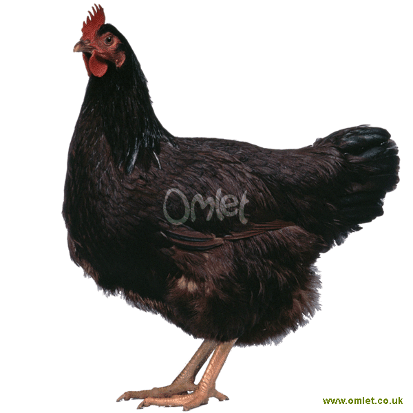 Rhode Island Red | Chickens