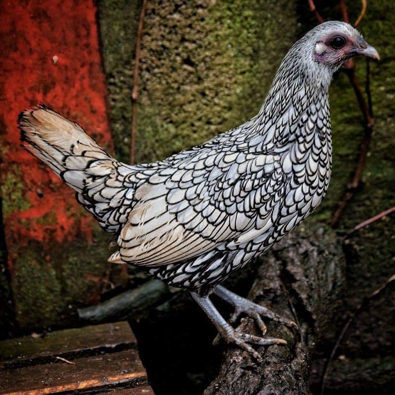 Sebright For Sale Chickens Breed Information Omlet