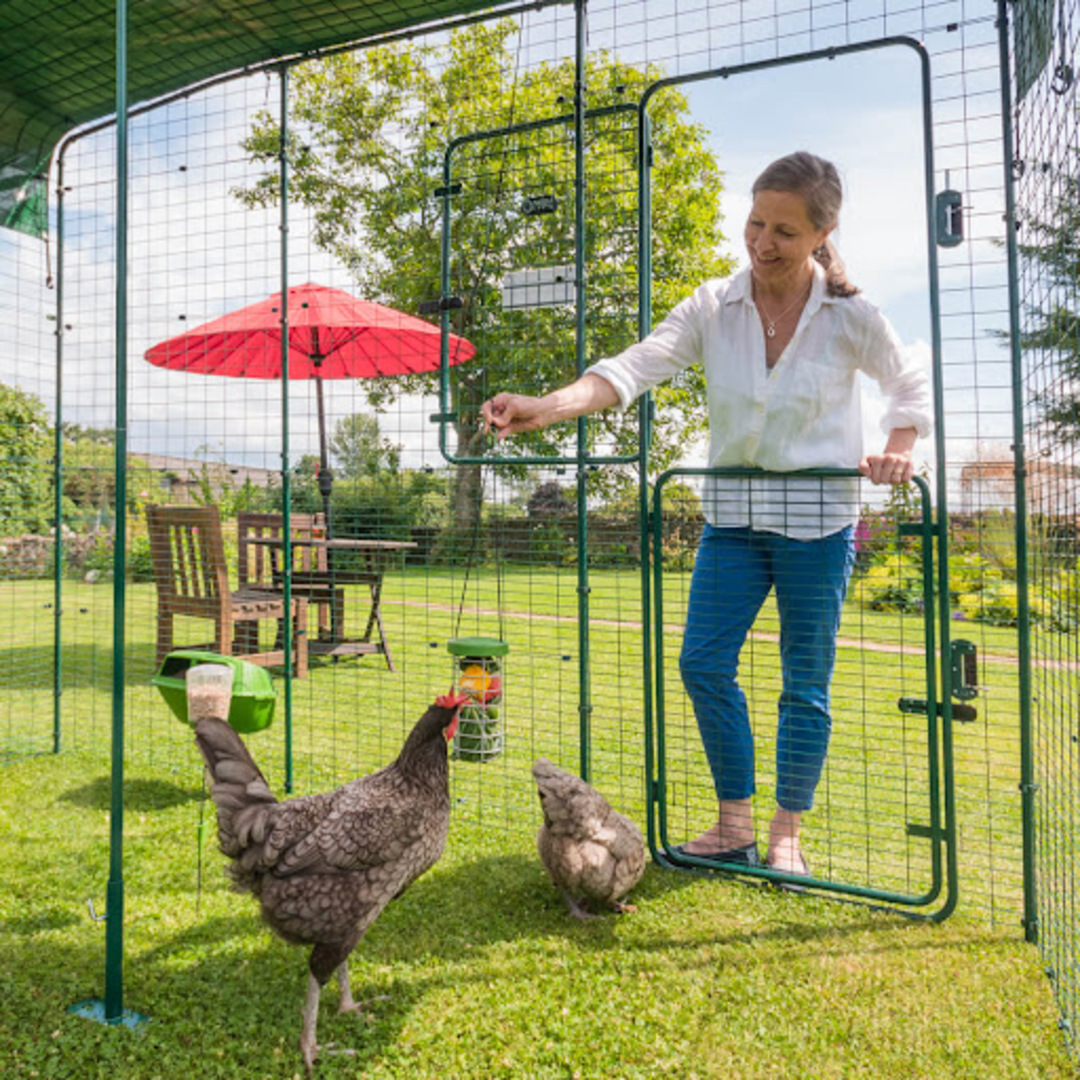 The full height secure chicken enclosure comes with a stable style door as standard.