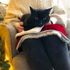 Black cat sitting on Luxury cat christmas blanket on person