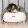 Cat sleeping on Omlet Maya cat bed in Snowball white with Gold hairpin feet and Omlet Lux urious cat blanket