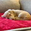 A dog enjoying the Omlet red dog bed blanket.