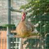 Chicken sitting perch of Poletree in walk in chicken run