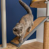 Cat on bridge platform on the freestyle cat tree with replaceable sisal and cardboard scratchers