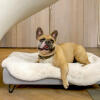 Dog sitting on Topology dog bed with sheepskin topper and black hairpin feet