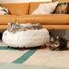 Cats resting in the luxurious soft donut cat bed in snowball white color with metal black hairpin designer feet