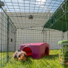 A guinea pig enjoying it's shelter.