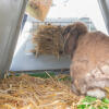 A rabbit eating from the hay rack in the back of an Eglu Go hutch.