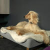Dog laying on Omlet Topology dog bed with sheepskin topper and Gold rail feet