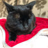 A cat resting on a red Omlet cat blanket