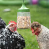 chickens enjoying treats from the pendant peck toy