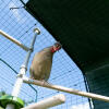 Chicken in the Poletree perch system