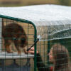 Owner interacting with her cat in a walk in run with clear cover