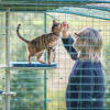 Man and cat inside a cat enclosure enjoying the personalised outdoor cat tree