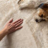 Terrier lying on his side opposite a hand stroking a sheepskin blanket