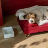 Dog sleeping on his bolster dog bed