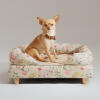 A chihuahua sat on the bolster dog bed morning meadow