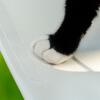 Close up of paw on Omlet white outdoor cat shelf