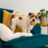 Scruffy little Terrier with a yellow ball in his mouth standing on a teal sofa