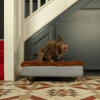 Dog shaking themselves whilst on Omlet Topology dog bed with microfiber topper and brasscap feet