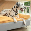 Dalmatian dog sitting on Omlet Topology dog bed with beanbag topper and white hairpin feet