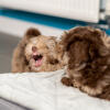 Two puppies playing on the Topology puppy bed with quilted topper