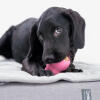 A puppy playing with a toy on the Topology puppy bed with quilted topper
