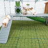 Omlet Zippi rabbit playpen with Zippi platforms, Caddi treat holder, Zippi tunnel connected and three rabbits