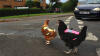 High-vis chickens in road