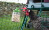 With the 'Pendant' pecking toy you make the run of your chickens even more entertaining.