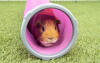 Guinea pig in play tunnel