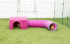 Guinea pigs in purple Zippi shelter and play tunnel