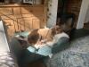 Great dog bed