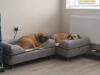 Great beds