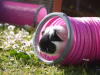 My guinea pigs love this!