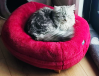 My cats are on cloud nine!!